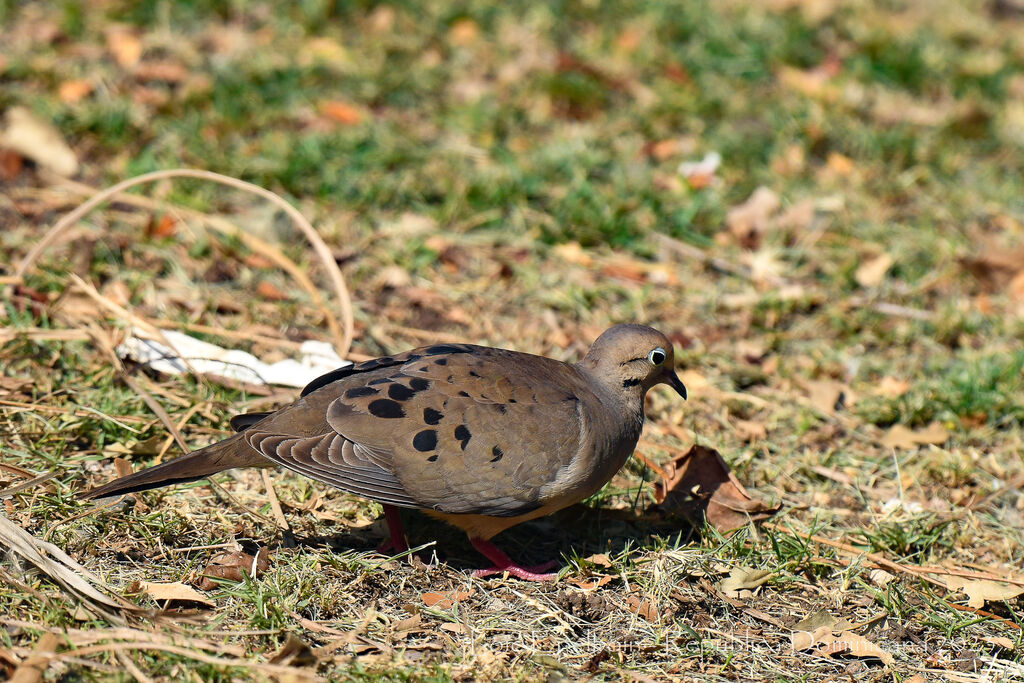 Mourning Dove
