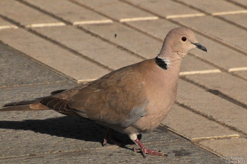 Eurasian Collared Dove