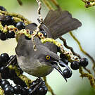 Trembleur gris