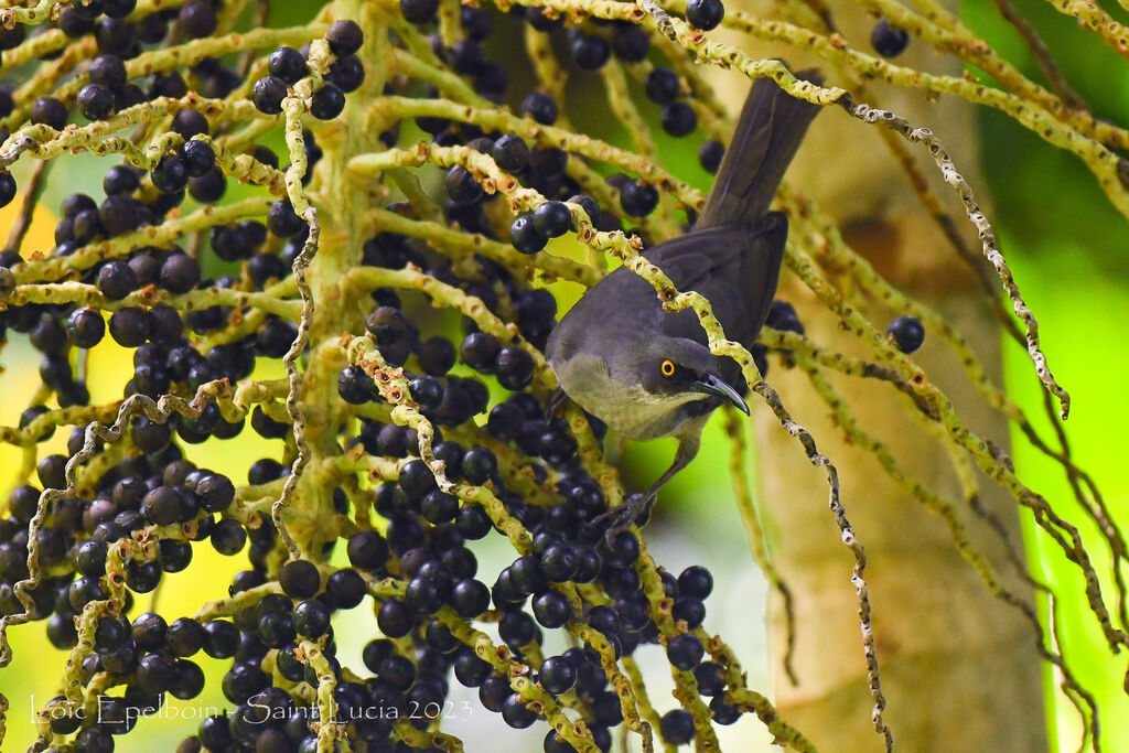 Grey Trembler