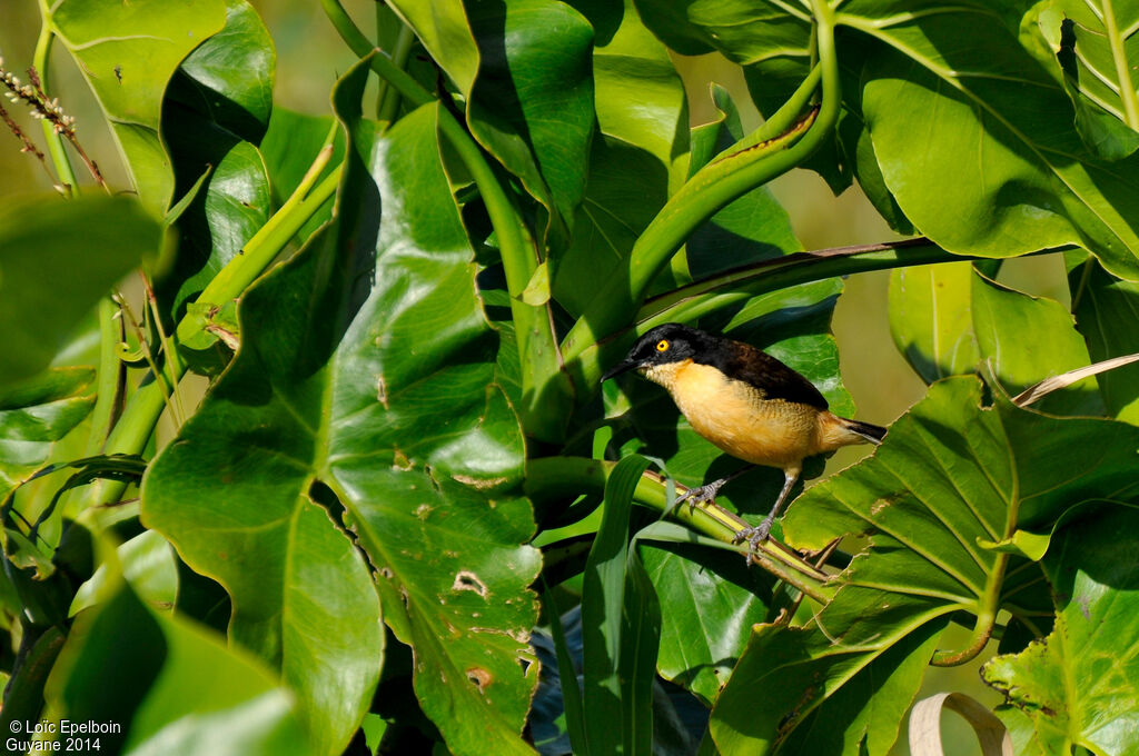 Black-capped Donacobius