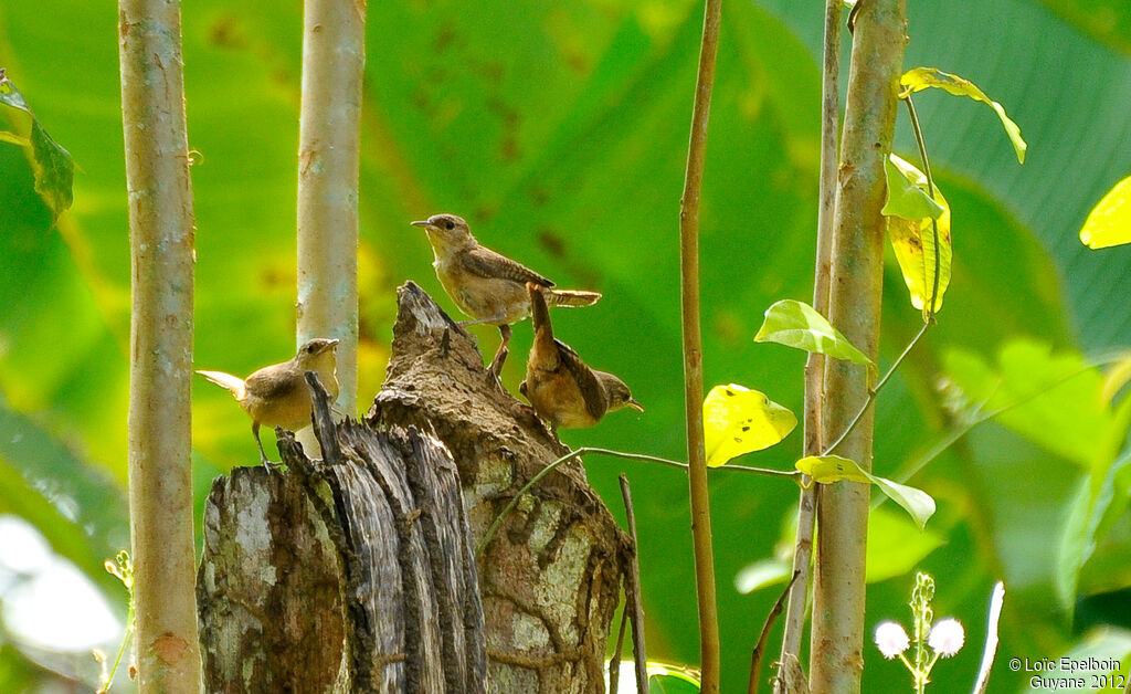 Troglodyte austral