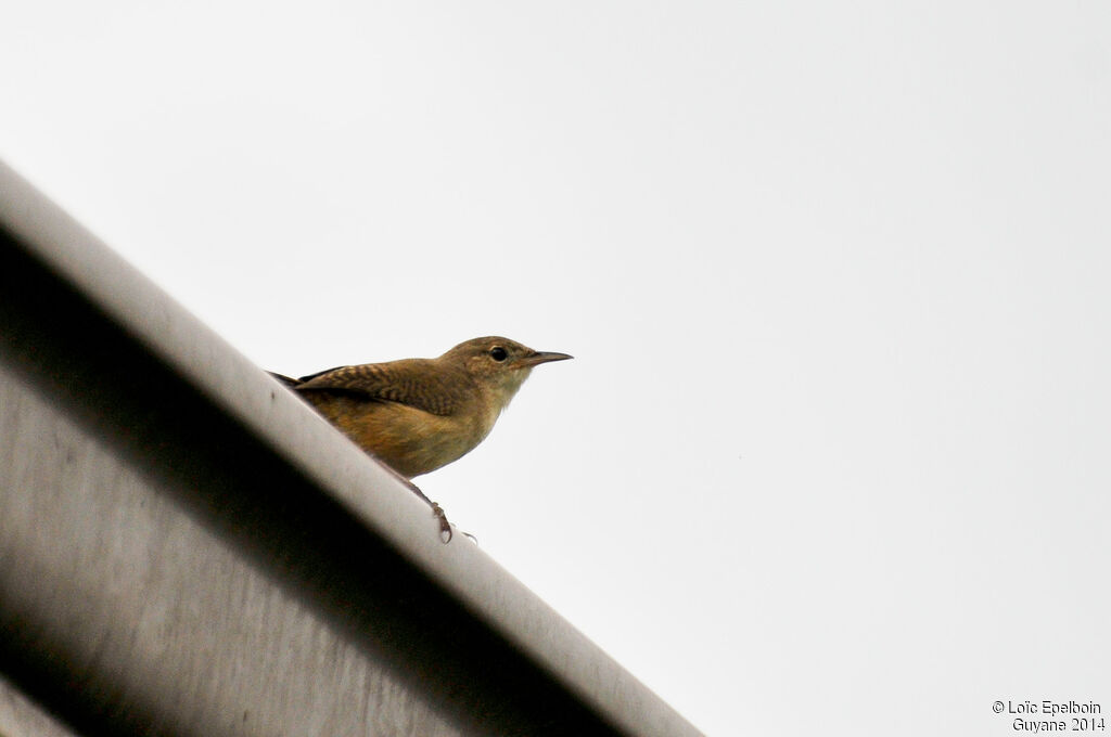 Southern House Wren