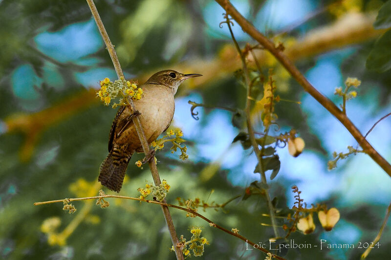 Troglodyte austral