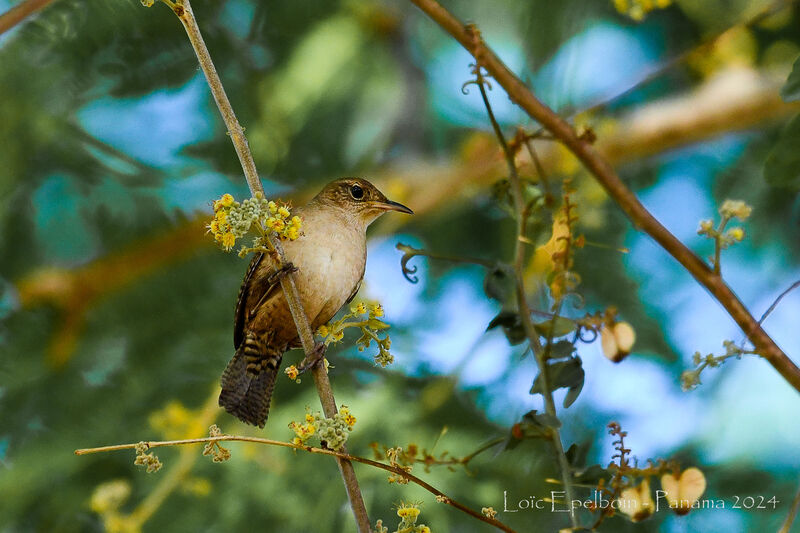 Troglodyte austral