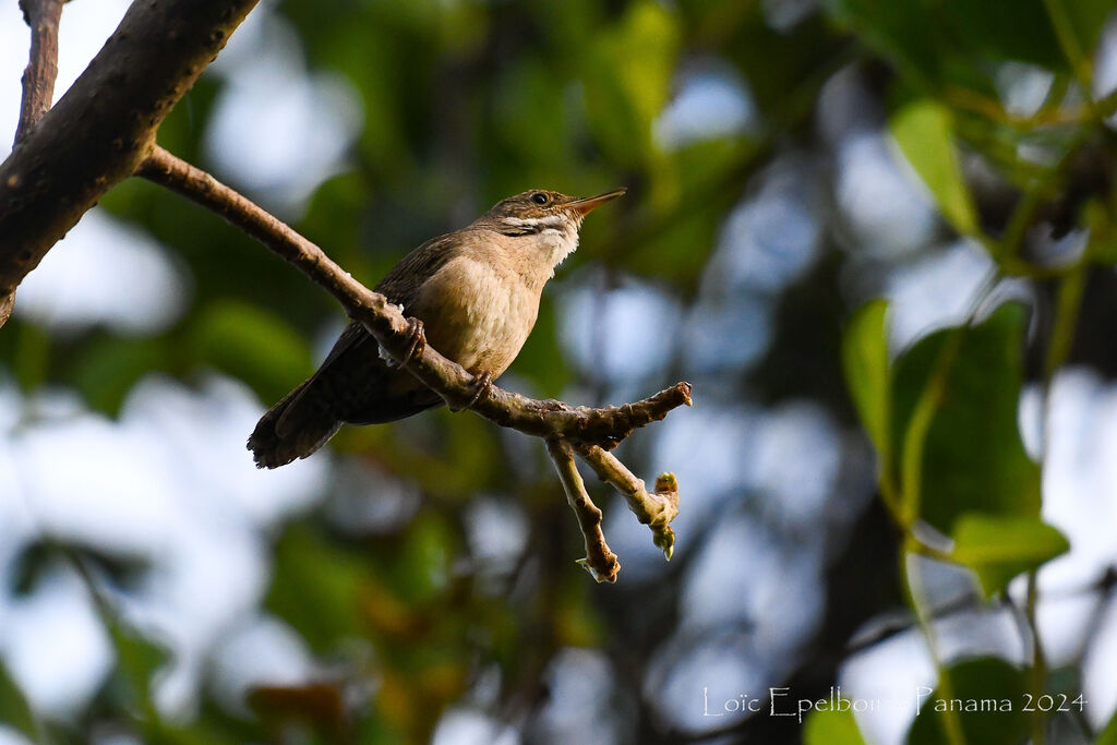 Troglodyte austral