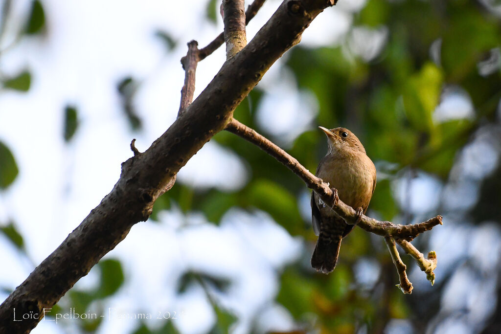 Troglodyte austral