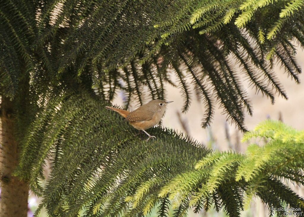 Southern House Wren