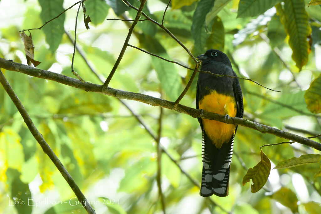 Trogon à queue blanche