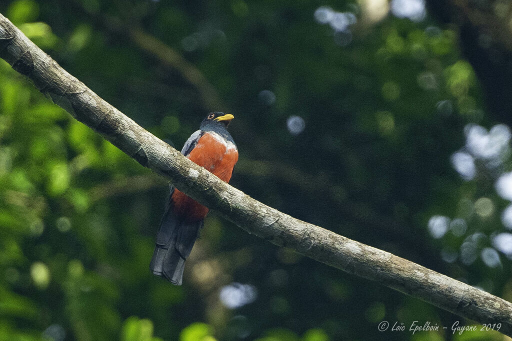 Trogon à queue noire