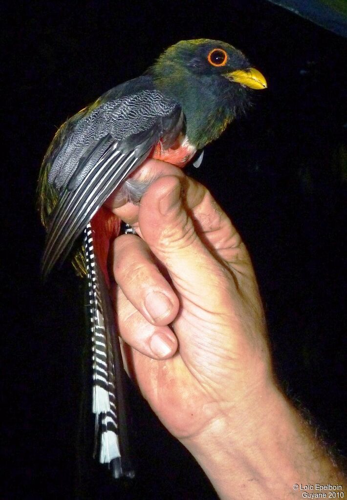 Collared Trogon