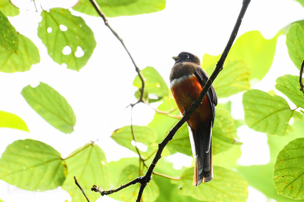 Trogon rosalba