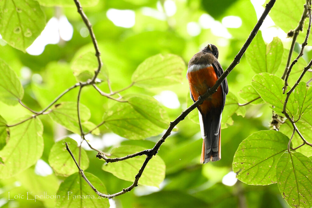 Collared Trogon