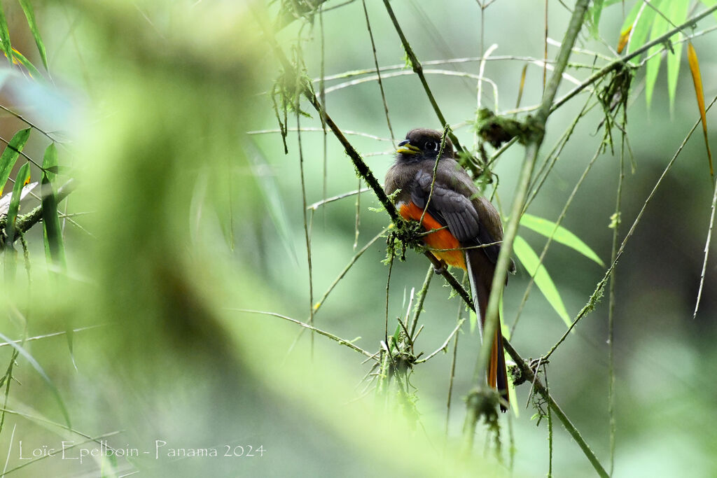 Trogon rosalba