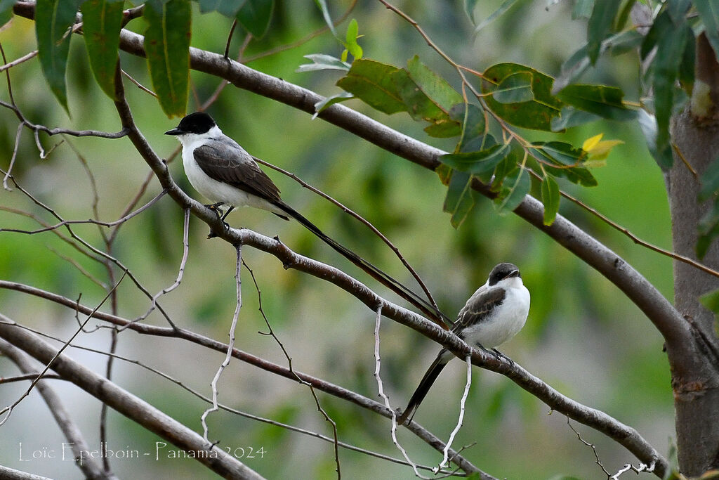 Fork-tailed Flycatcher