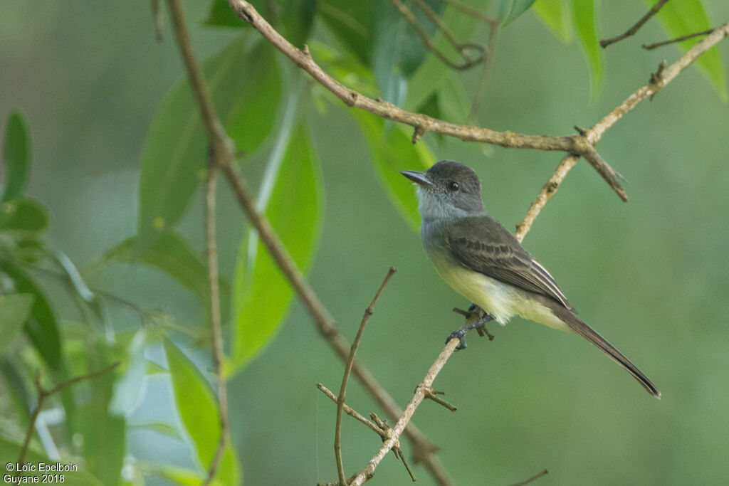 Short-crested Flycatcher