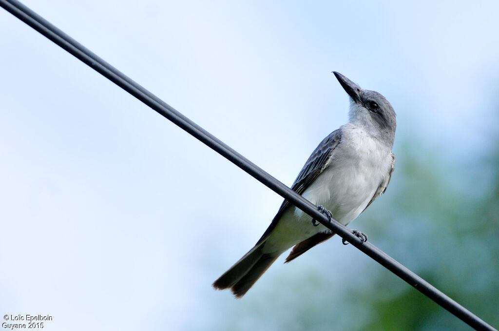 Grey Kingbird