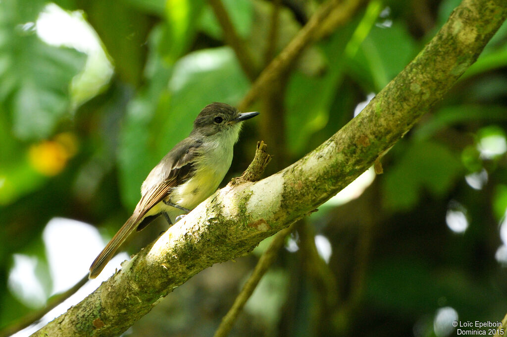 Lesser Antillean Flycatcher