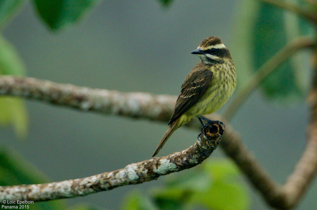 Piratic Flycatcher
