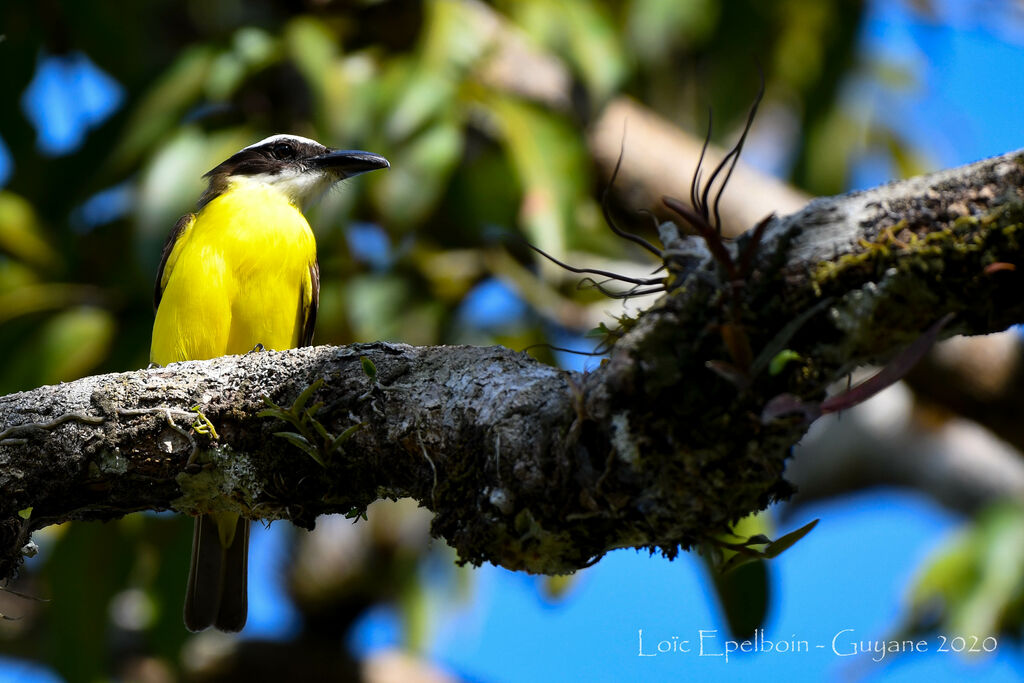 Boat-billed Flycatcher