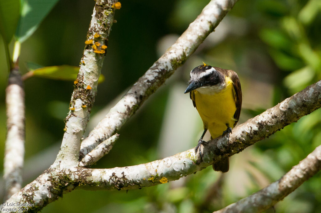 Great Kiskadee