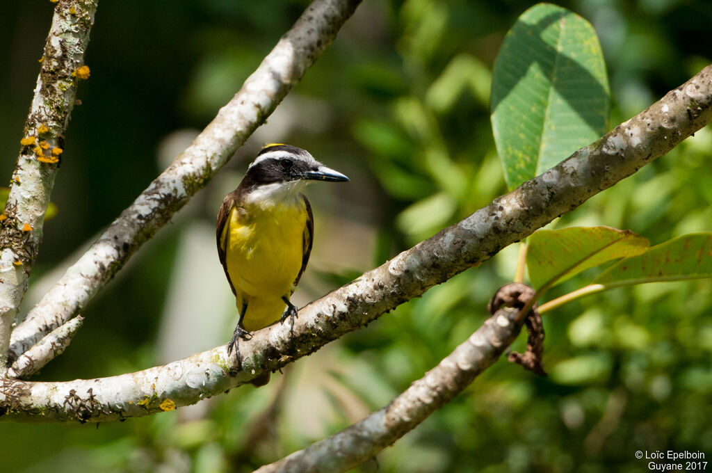 Great Kiskadee