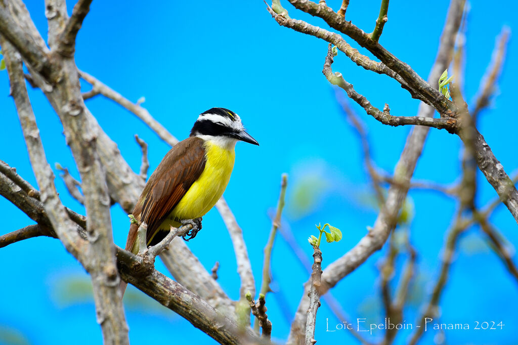 Great Kiskadee