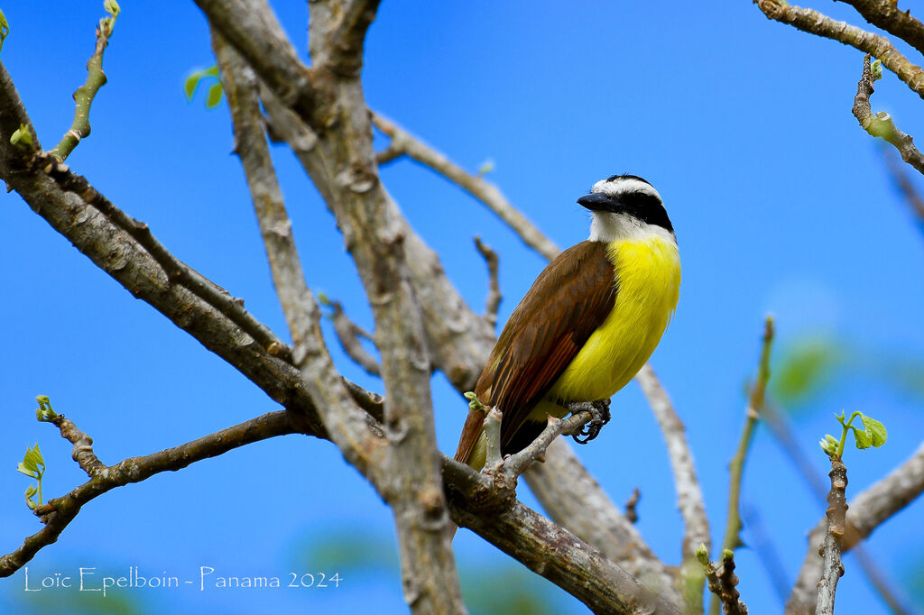 Great Kiskadee