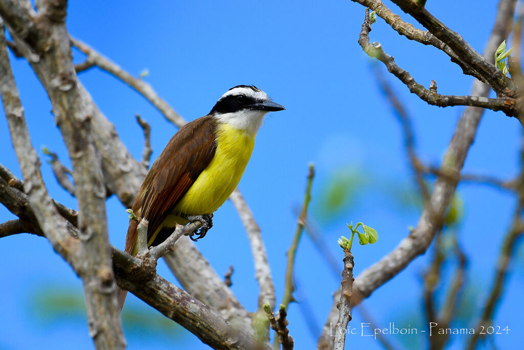 Great Kiskadee