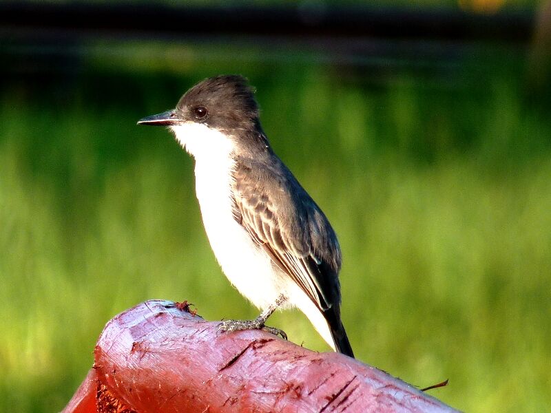 Loggerhead Kingbird