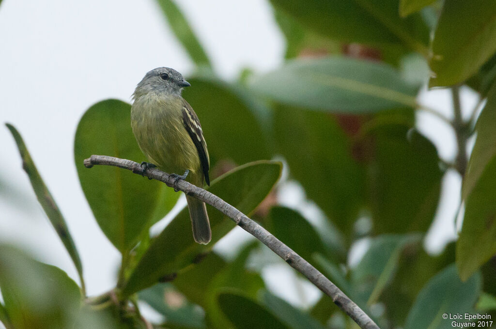 Tyranneau roitelet