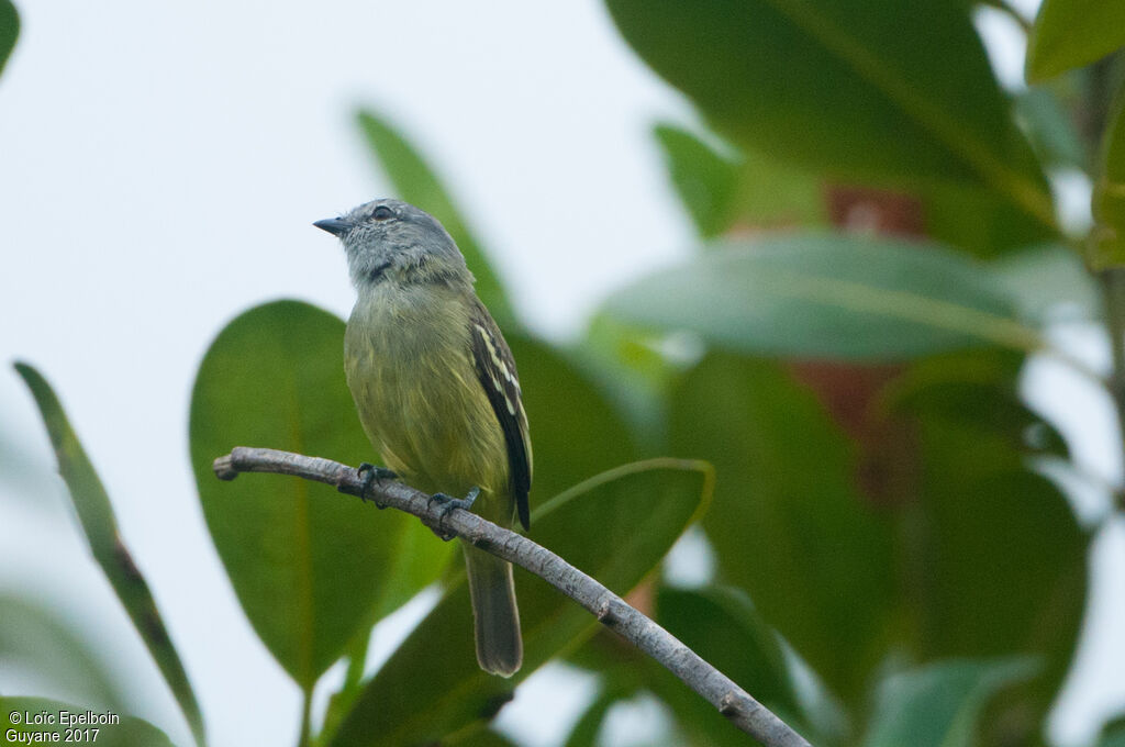 Tyranneau roitelet