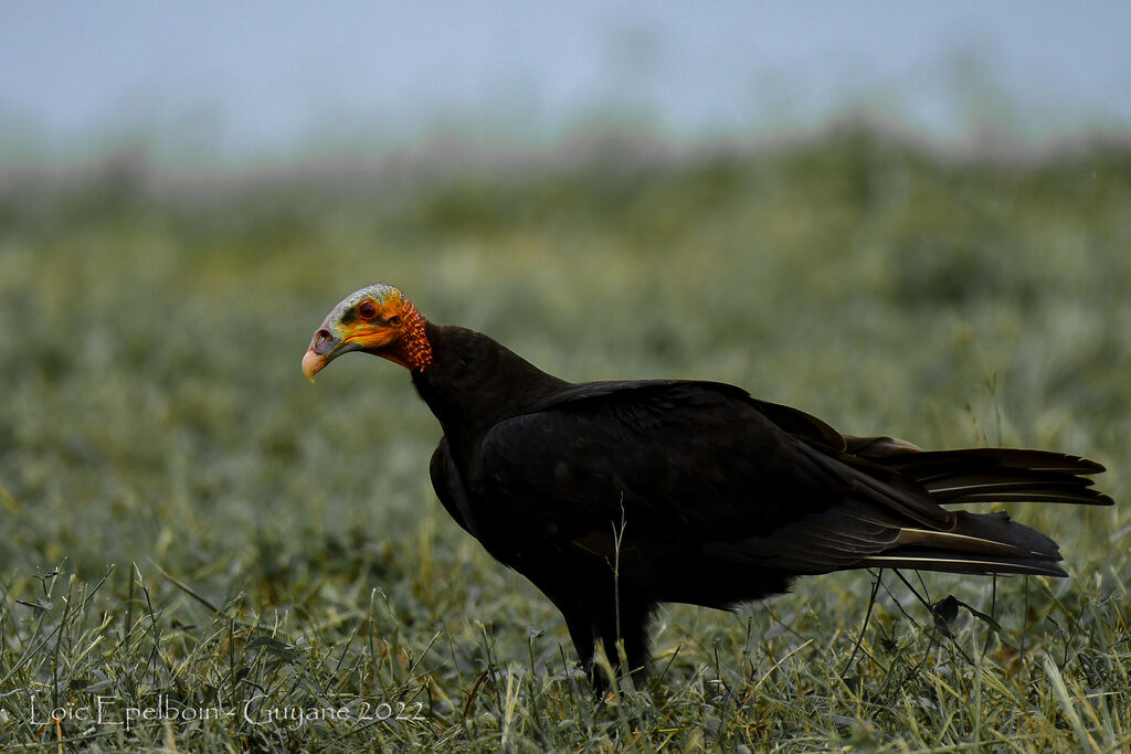 Lesser Yellow-headed Vulture