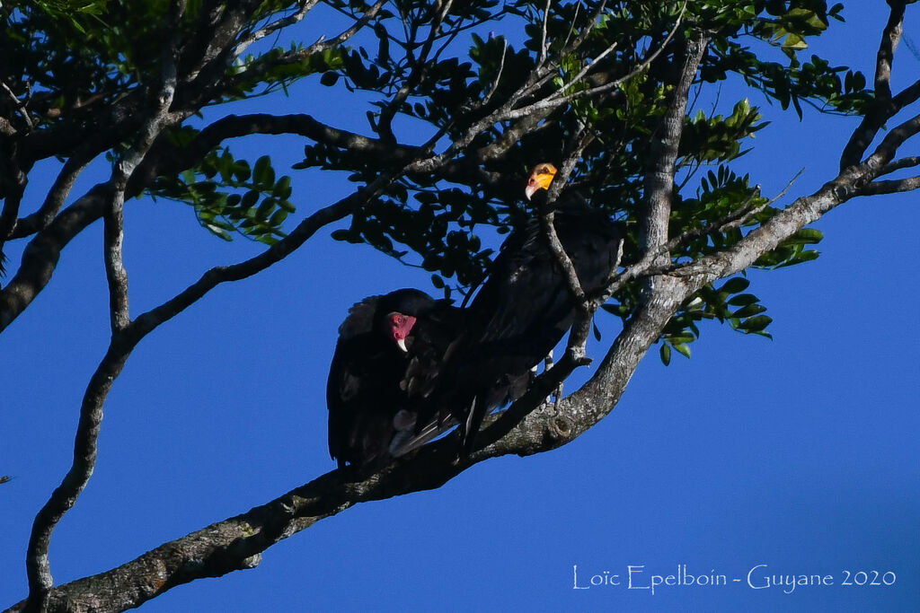 Urubu à tête rouge