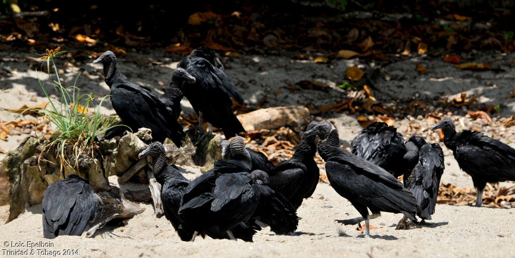 Black Vulture