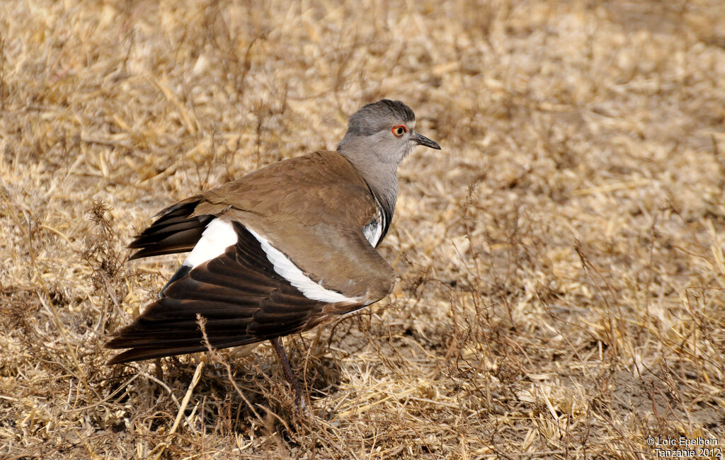 Vanneau à ailes noires