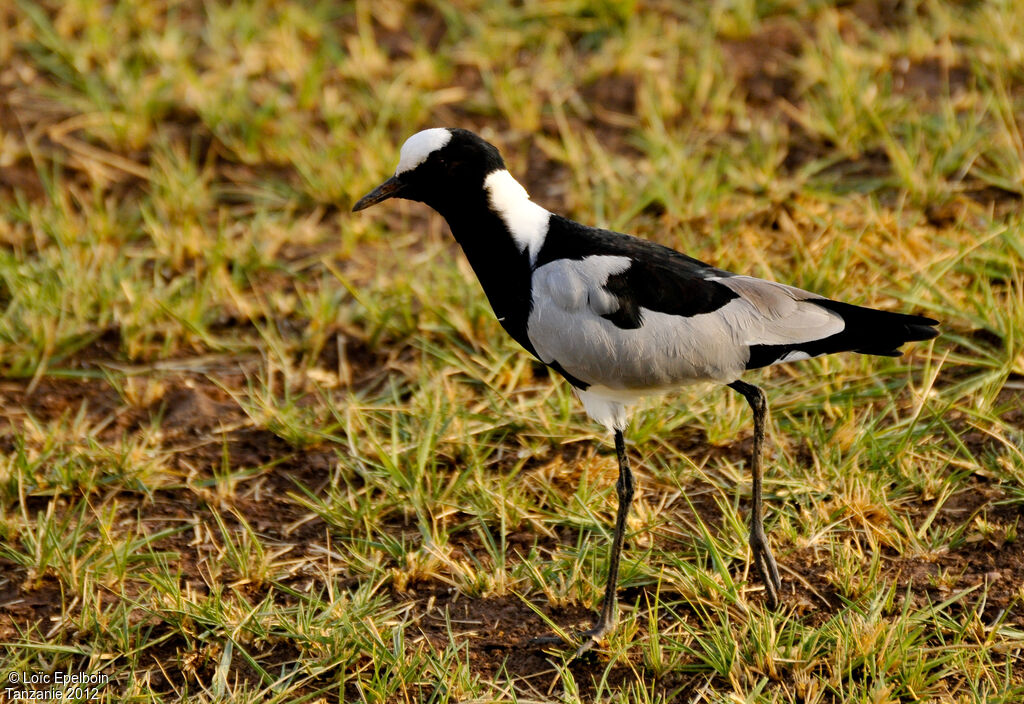 Blacksmith Lapwing
