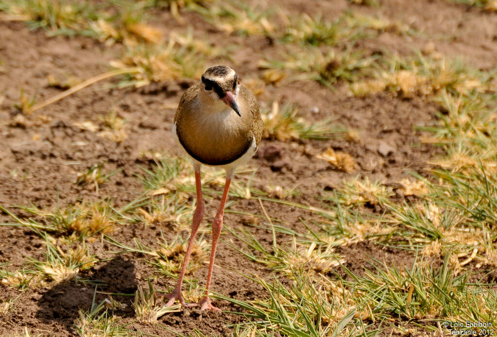Crowned Lapwing