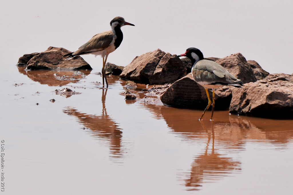 Red-wattled Lapwing