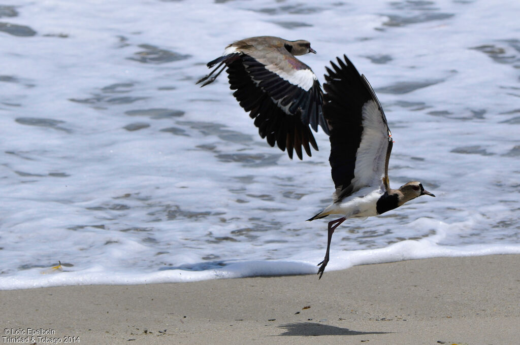 Southern Lapwing