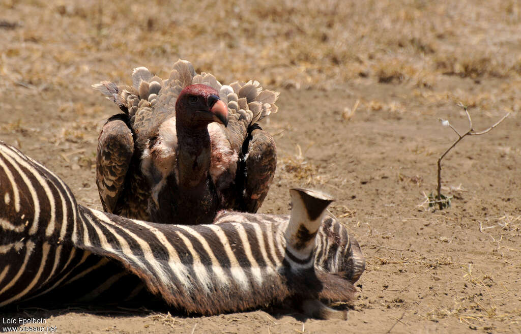 Rüppell's Vulture, feeding habits