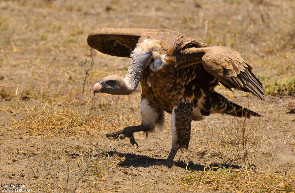 Rüppell's Vultureimmature, walking