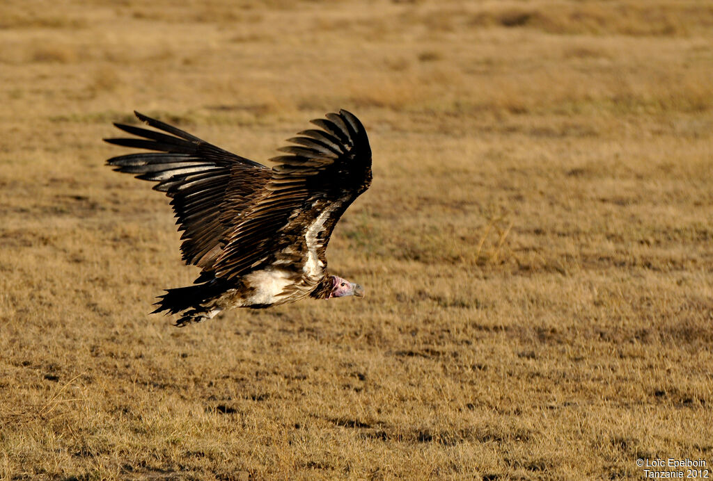 Lappet-faced Vulture