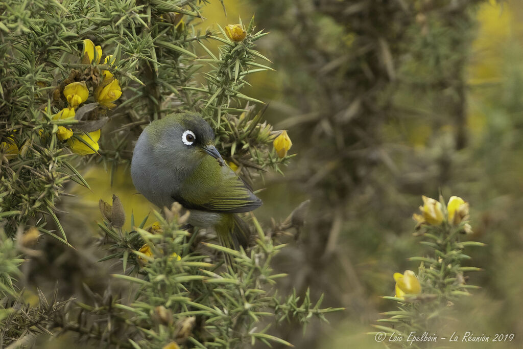 Zostérops de la Réunion
