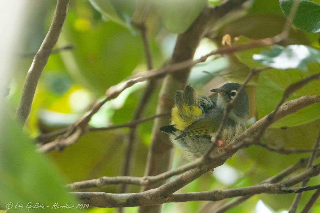 Mauritius Olive White-eye