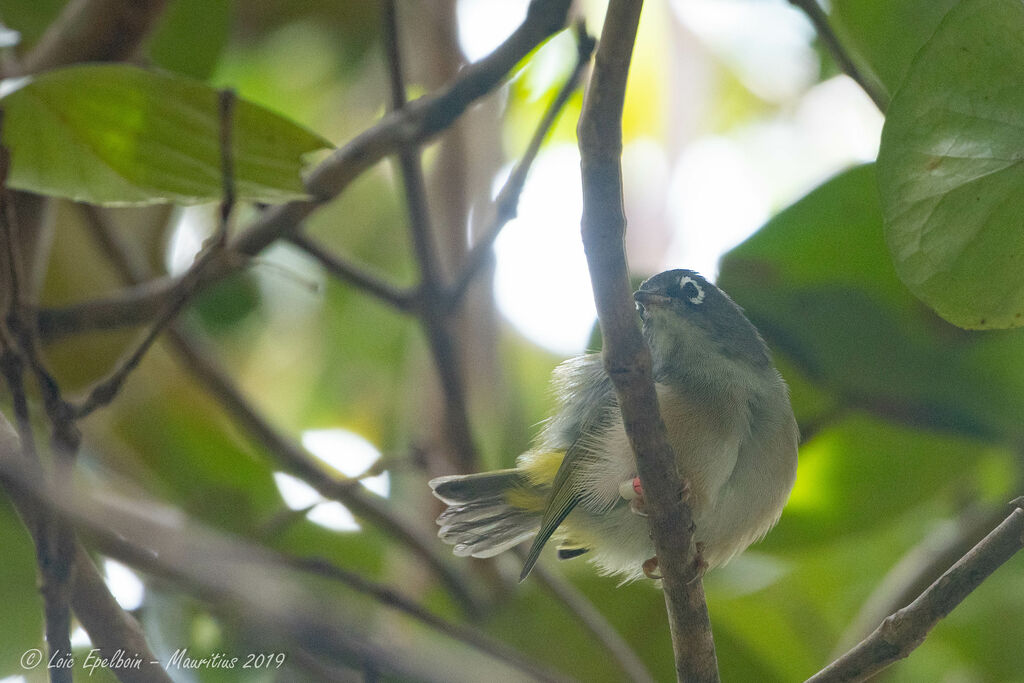 Mauritius Olive White-eye