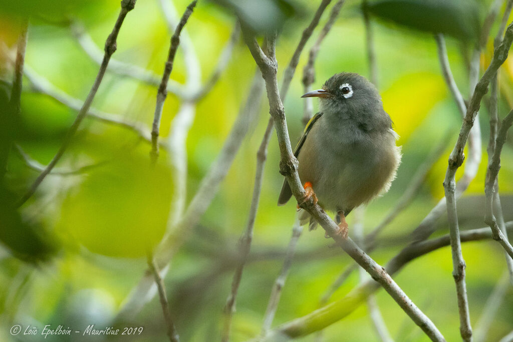 Mauritius Olive White-eye