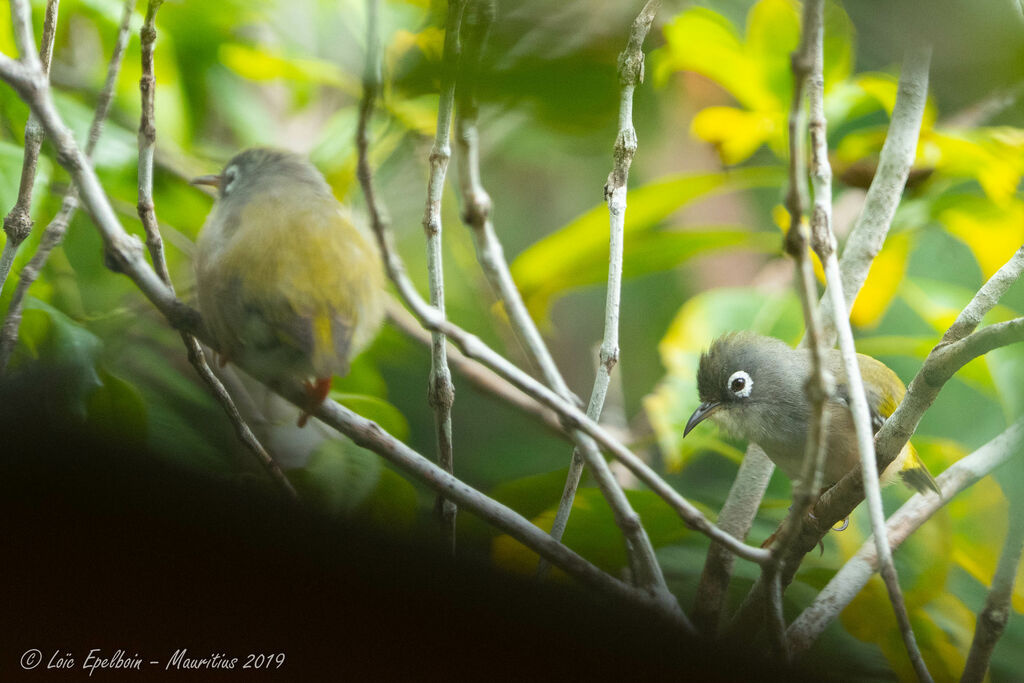 Mauritius Olive White-eye
