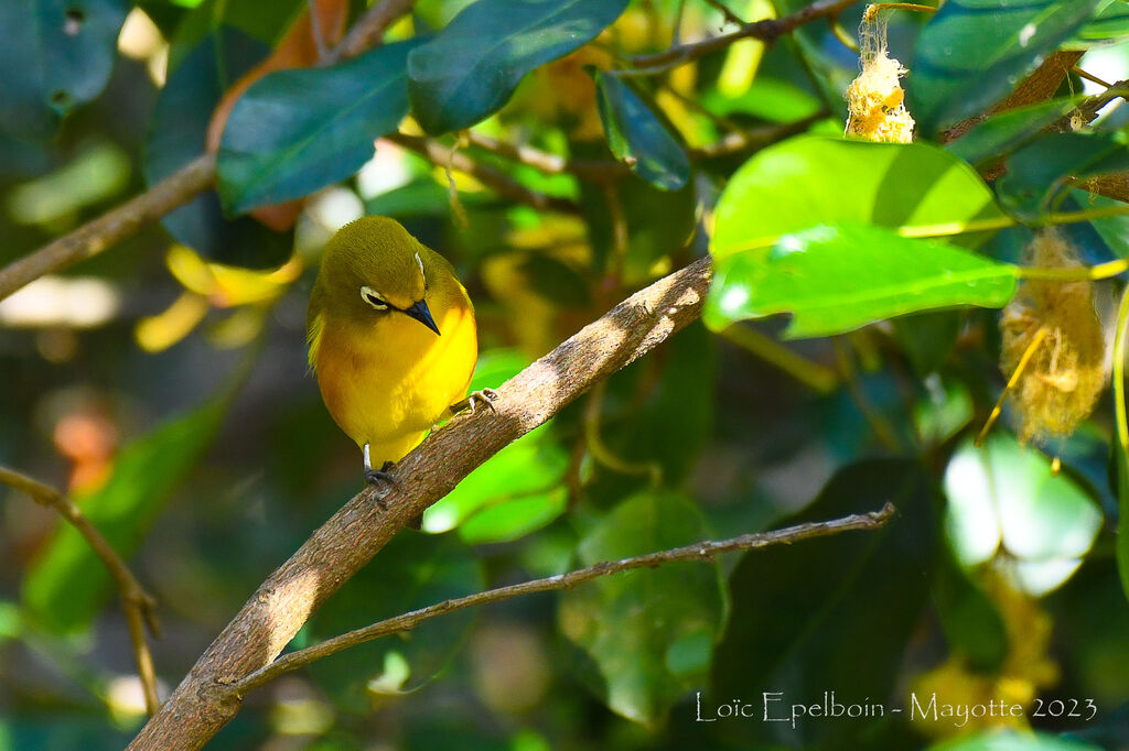 Mayotte White-eye