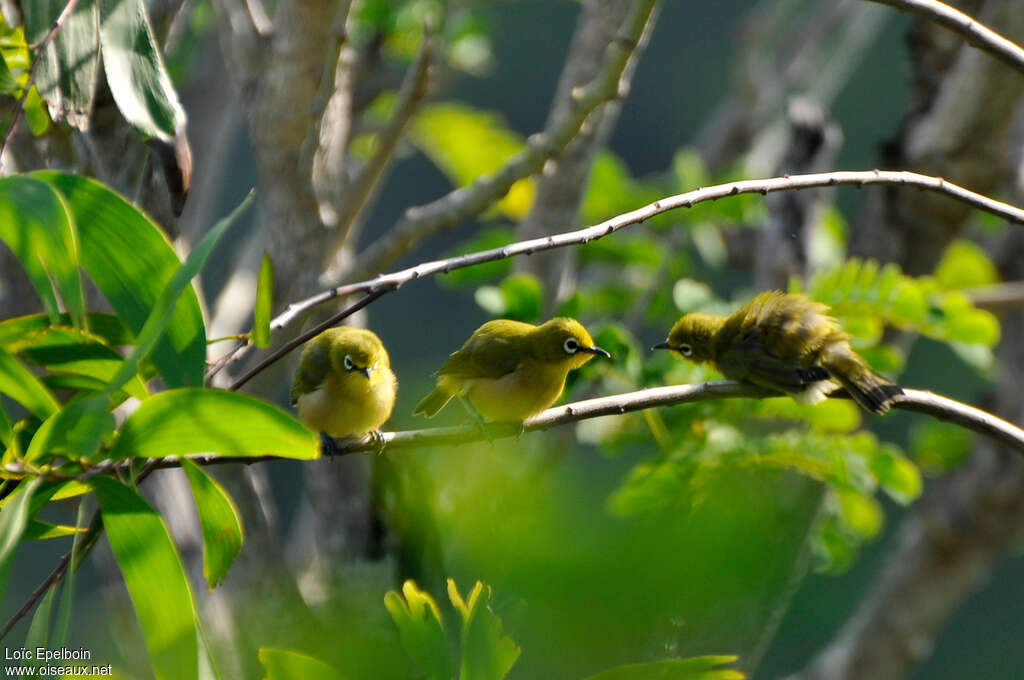 Mayotte White-eye, Behaviour